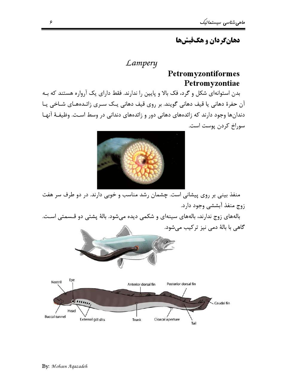 دانلود رایگان جزوه ماهی‌شناسی سیستماتیک (رشته دامپزشکی)