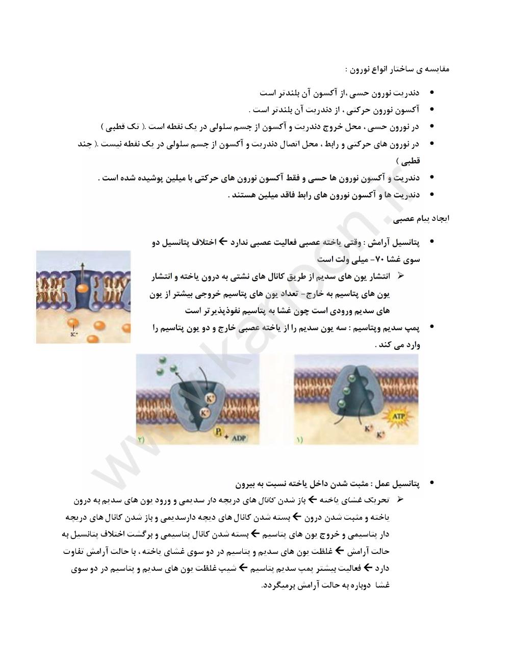 دانلود رایگان جزوه زیست شناسی یازدهم